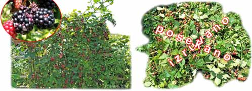Zdrave plodove robide uničujejo invazivna bitja kitajske mušice. Rešitev je posek robide.; Invasive China's midge is infesting healthy bunches of blackberry. Solution is to cut blackberry.