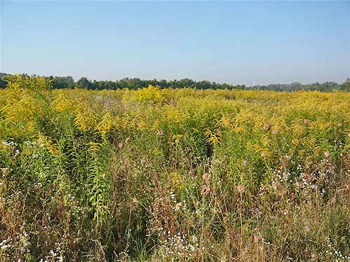 Invazivna Zlata rozga, ki so jo zanesli v Evropo iz tujine zaduši in uniči vse domače rastje.; Invasive Solidago Gigantea, who was brought into Europe from abroad is stifling the domestic vegetation.